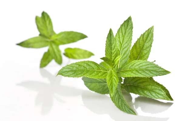 Green mint isolated on white — Stock Photo, Image