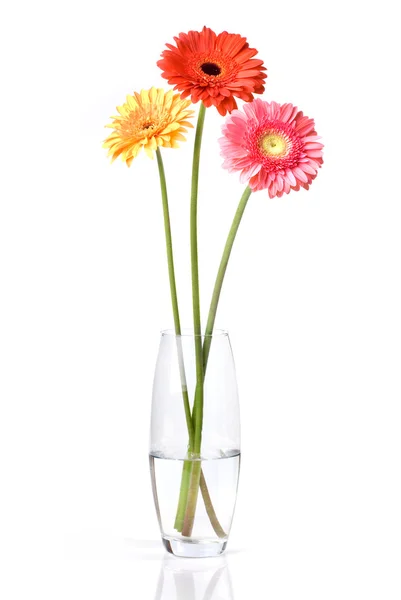 Bouquet from daisy-gerbera in glass — Stock Photo, Image
