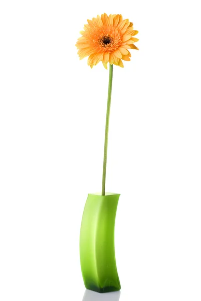 Orange daisy-gerbera — Stock Photo, Image