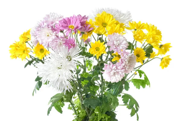 Chrysanthemum bukett — Stockfoto