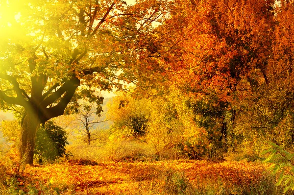 Floresta de outono com raio de sol Imagens Royalty-Free