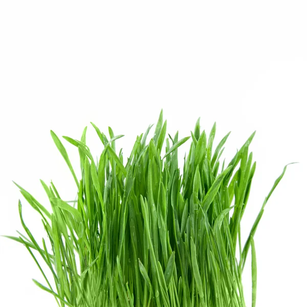 Grönt gräs Stockfoto