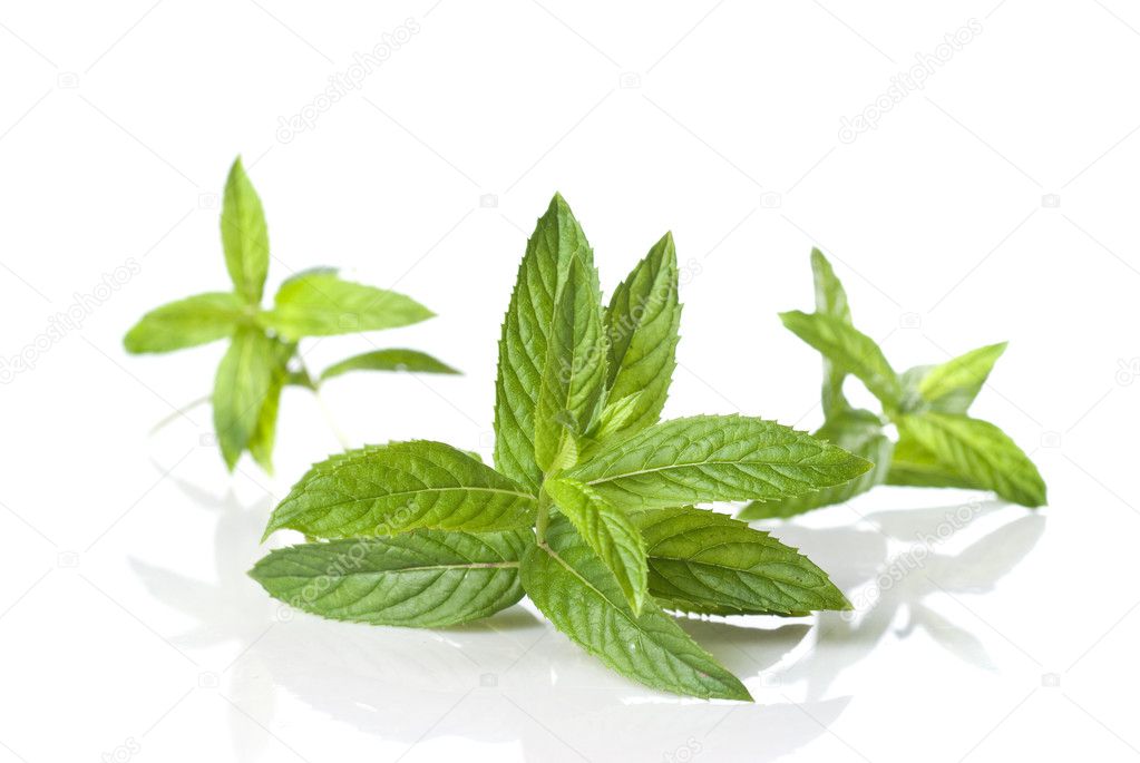 Green mint isolated on white