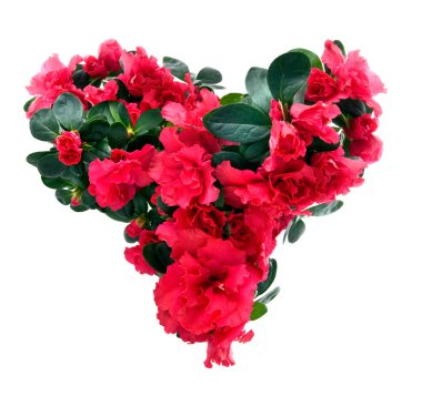 Heart from azalea flowers clipart