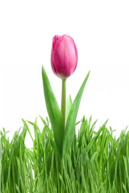 Purple tulip and green grass clipart