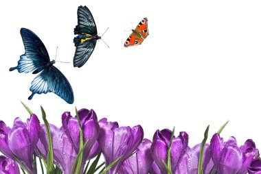 Crocus clipart