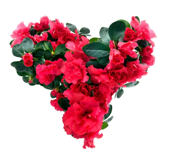 Azalea virág szív — Stock Fotó