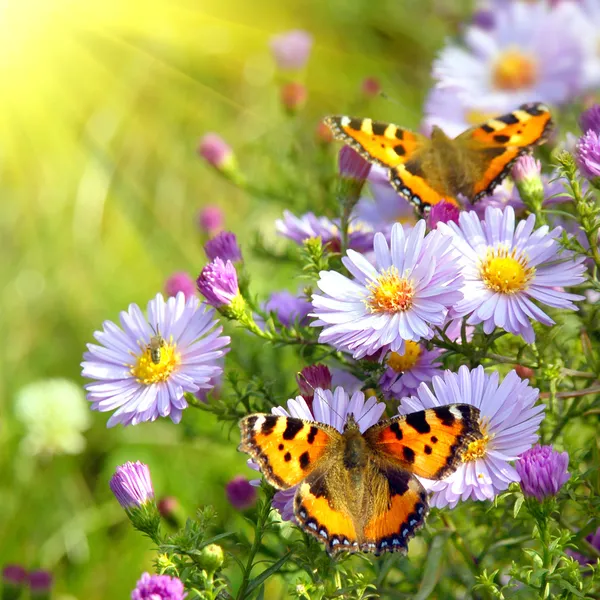 Zwei Schmetterlinge auf Blumen — Stockfoto