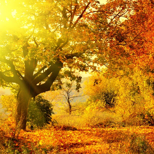 Осенний лес с солнечным лучом — стоковое фото