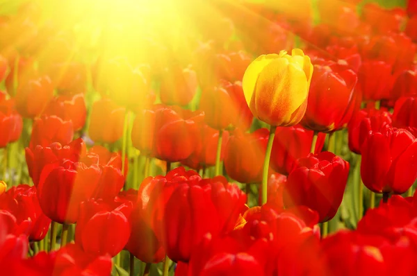 Zonnige veld van tulpen — Stockfoto
