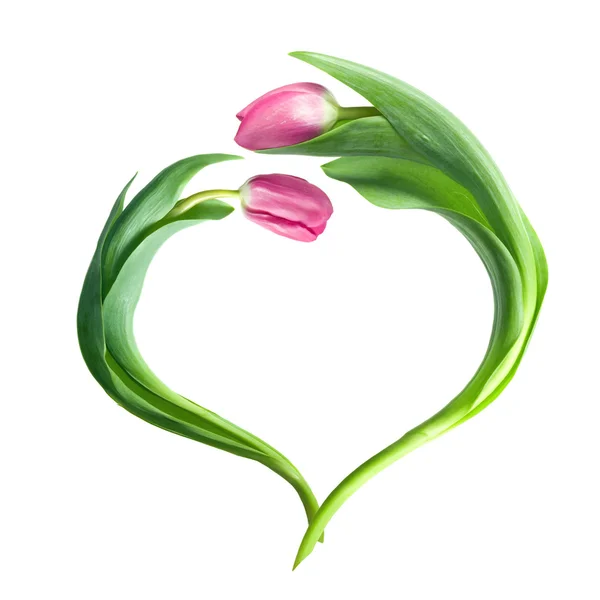 Hjärtat från lila tulpaner — Stockfoto