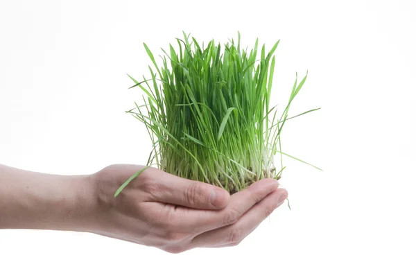 人間の手持ち株緑の草 — ストック写真