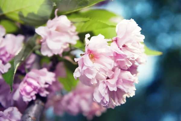 Frühlingsblüte des Purpursakura — Stockfoto