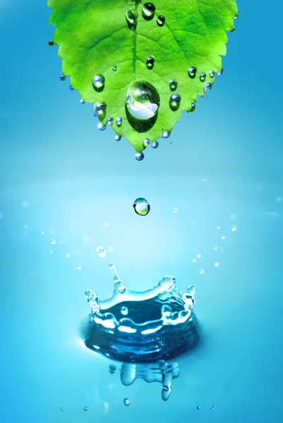 Grünes Blatt mit Wassertropfen und Spritzwasser — Stockfoto