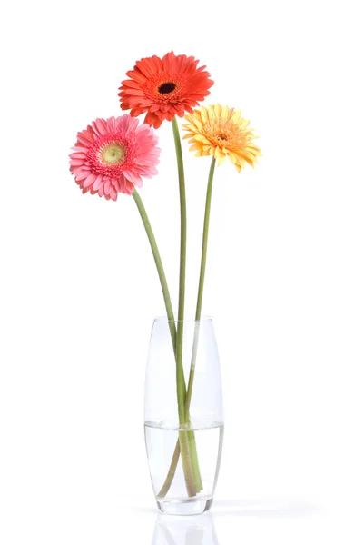 Bouquet from daisy-gerbera — Stock Photo, Image