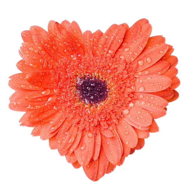 Heart from red daisy-gerbera with water — Stock Photo, Image