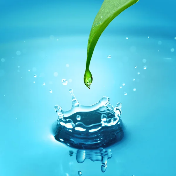 Groene blad met water splash — Stockfoto