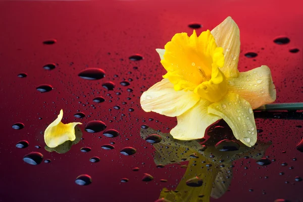 Narsissit — kuvapankkivalokuva