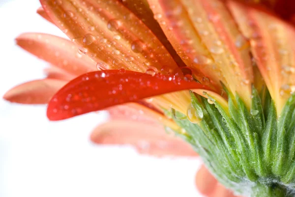 Red daisy-gerbera — Stock Photo, Image