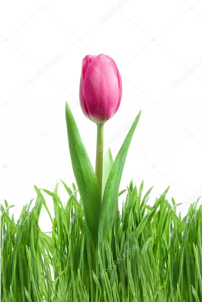 Purple tulip and green grass