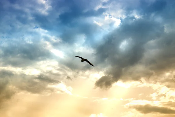 Uccello e nuvole drammatiche con raggi di sole — Foto Stock