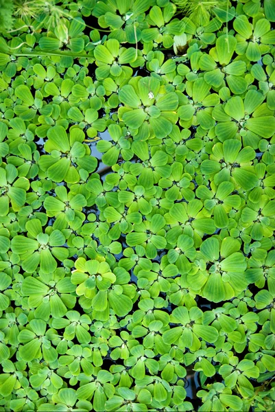Background from green duckweed in water — Stock Photo, Image