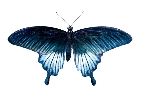 Blauer tropischer Schmetterling isoliert auf weißem Grund — Stockfoto