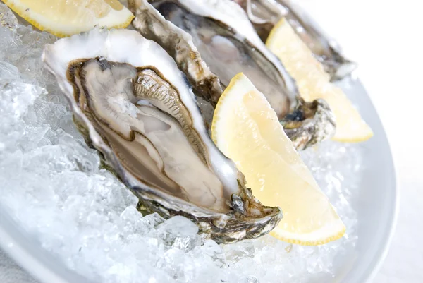 Rauwe oesters met citroen en ijs — Stockfoto