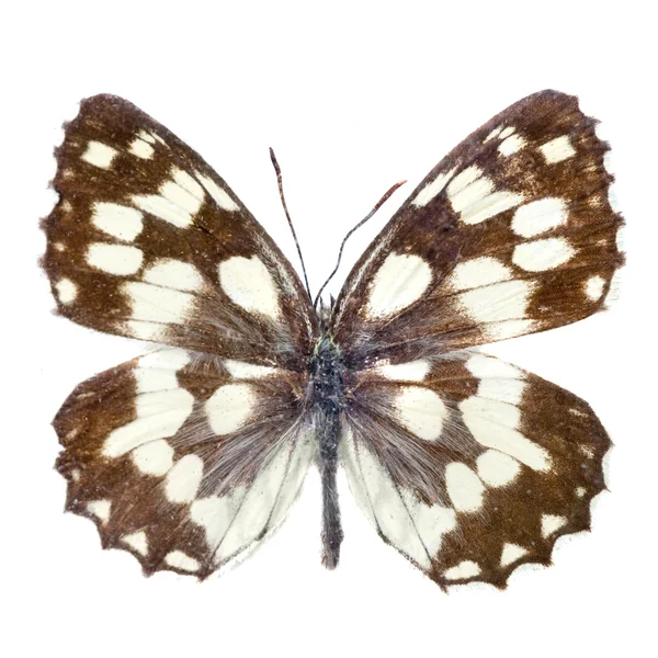 Mariposa aislada en blanco — Foto de Stock