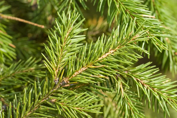 Pobočka zelený vánoční stromeček — Stock fotografie