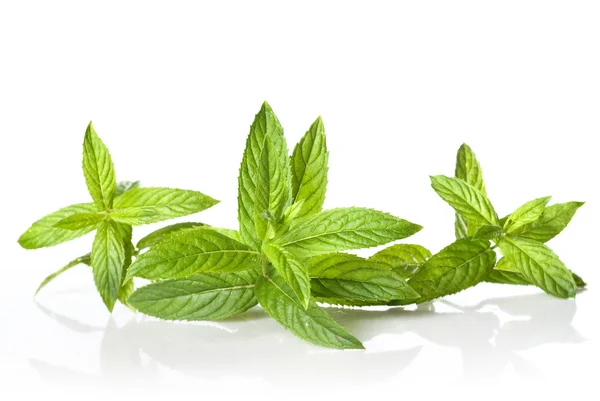 Green mint — Stock Photo, Image