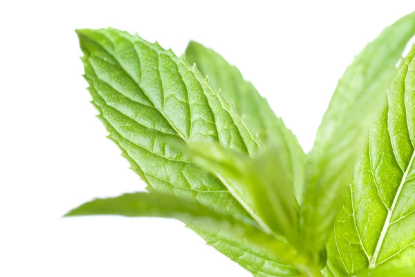 Macro photo of green mint — Stock Photo, Image