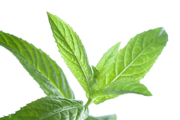 Macro photo of green mint — Stock Photo, Image