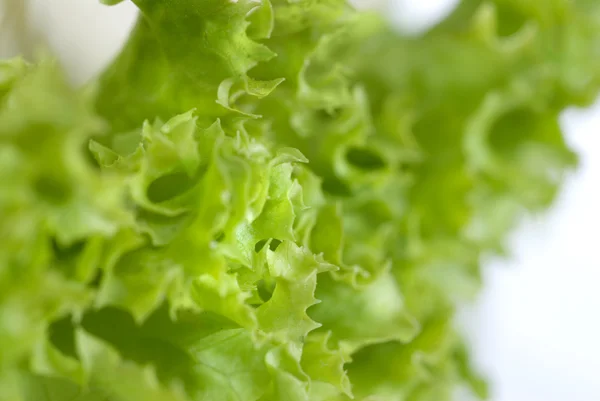 Folhas de salada — Fotografia de Stock
