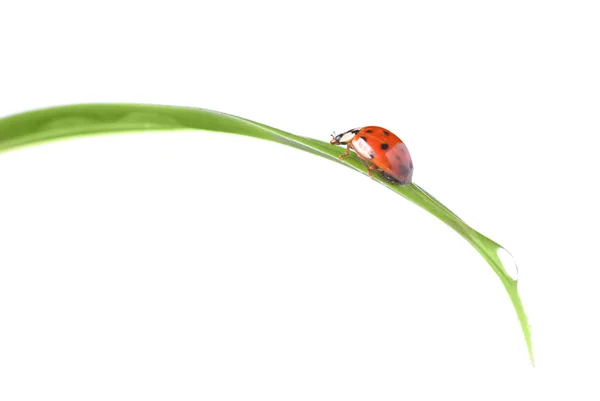 Red ladybug on green grass isolated on white — Stock Photo, Image