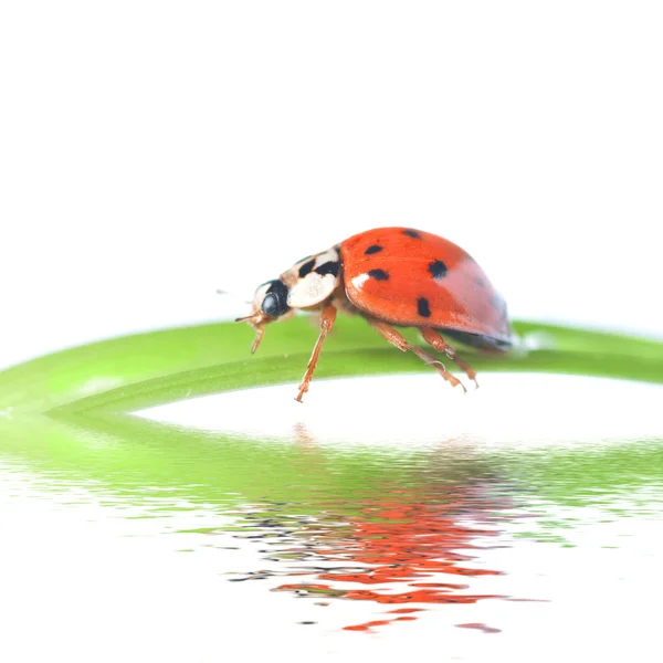 Kırmızı uğur böceği yeşil çimlerde, beyaz çimlerde izole edilmiş. — Stok fotoğraf