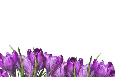 Crocus bouquet clipart