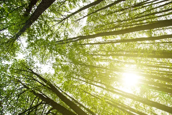 Sun in forest — Stock Photo, Image