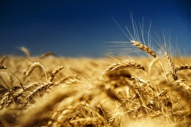Gold wheat and blue sky clipart