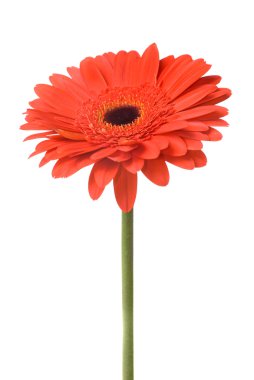 Makro kırmızı papatya gerbera baş