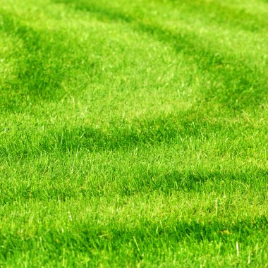 Green grass background clipart