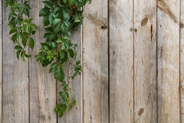 Wooden wall with green leaves clipart