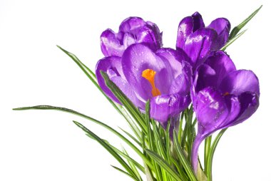 Crocus bouquet clipart