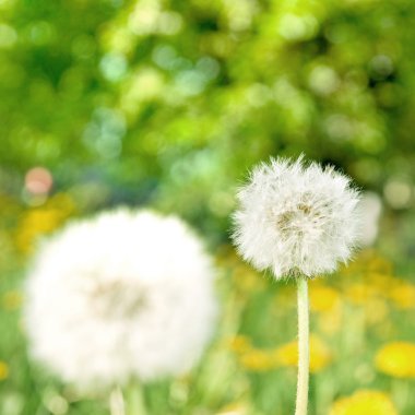 Dandelions on green nature background clipart