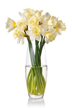 Bouquet from white narcissus in vase clipart
