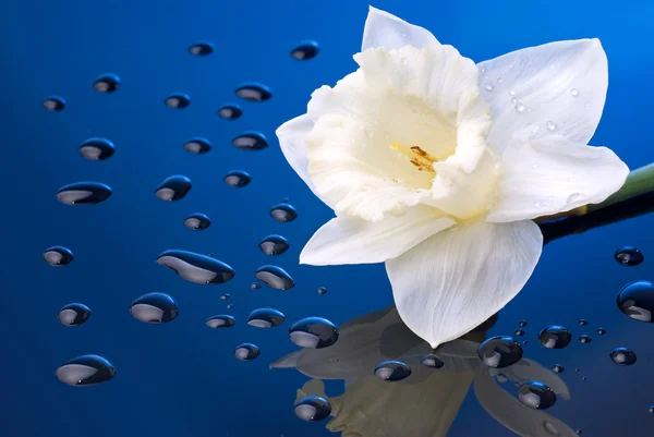 물 방울과 하얀 수 선화 — 스톡 사진