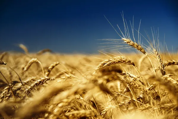 Altın buğday ve mavi gökyüzü — Stok fotoğraf