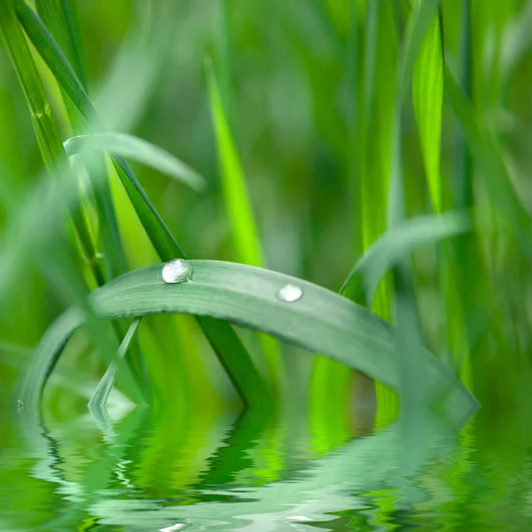 绿草与水下落 — 图库照片