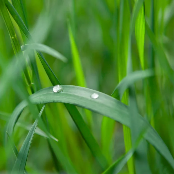 Зеленая трава с каплей воды — стоковое фото