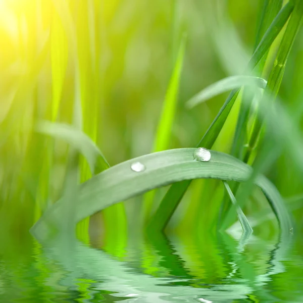 Πράσινο γρασίδι με σταγόνα νερό — Φωτογραφία Αρχείου